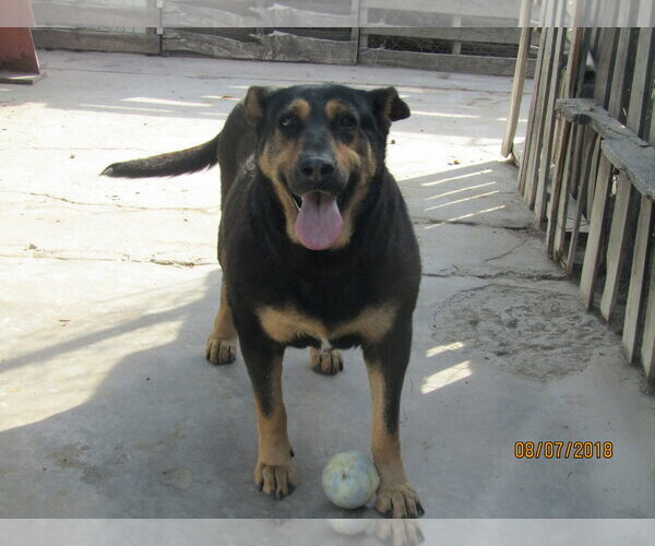 Medium Photo #1 Rottweiler-Unknown Mix Puppy For Sale in San Diego, CA, USA