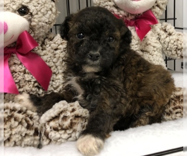 Medium Photo #1 Poodle (Toy)-Yorkshire Terrier Mix Puppy For Sale in CONOWINGO, MD, USA