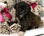 Small Photo #1 Poodle (Toy)-Yorkshire Terrier Mix Puppy For Sale in CONOWINGO, MD, USA