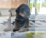Puppy Levi Schnauzer (Miniature)