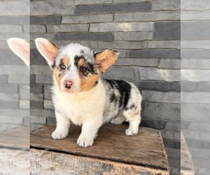 Pembroke Welsh Corgi Puppy for sale in MIDDLEBURY, IN, USA