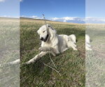 Small #1 Maremma Sheepdog