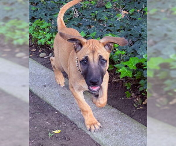 Medium Photo #2 Mutt Puppy For Sale in Ventura, CA, USA