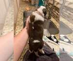 Small Photo #2 Saint Bernard Puppy For Sale in STAYTON, OR, USA