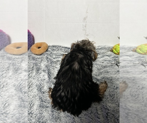 Medium Photo #3 Yorkshire Terrier Puppy For Sale in MARTIN, GA, USA