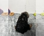 Small #2 Yorkshire Terrier