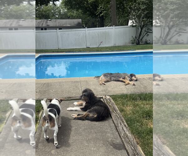 Medium Photo #4 Mutt Puppy For Sale in Rockaway, NJ, USA