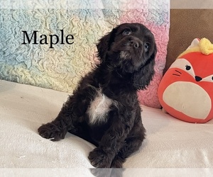 Cocker Spaniel Puppy for sale in LUBBOCK, TX, USA