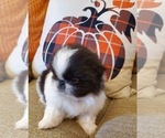 Small Photo #3 Pekingese Puppy For Sale in SMITHFIELD, NC, USA