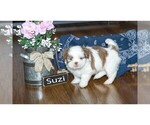 Small Photo #7 Shih Tzu Puppy For Sale in CLARE, MI, USA