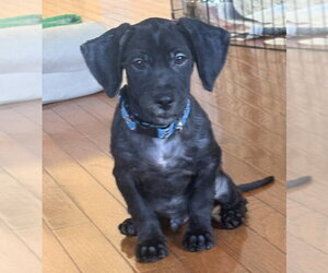 Iggy - Male Cocker Spaniel-Unknown Mix Dog for Adoption - Photo #2