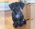Small Photo #2 Cocker Spaniel-Unknown Mix Puppy For Sale in Mundelein, IL, USA