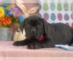 Cane Corso Puppy for sale in LANCASTER, PA, USA