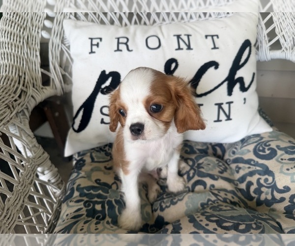 Medium Photo #11 Cavalier King Charles Spaniel Puppy For Sale in ATHENS, WI, USA
