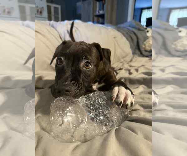 Medium Photo #6 Staffordshire Bull Terrier-Unknown Mix Puppy For Sale in Holly Springs, NC, USA