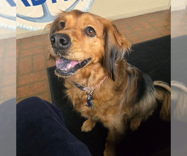 Medium Photo #3 Cocker Spaniel-Unknown Mix Puppy For Sale in Cranston, RI, USA