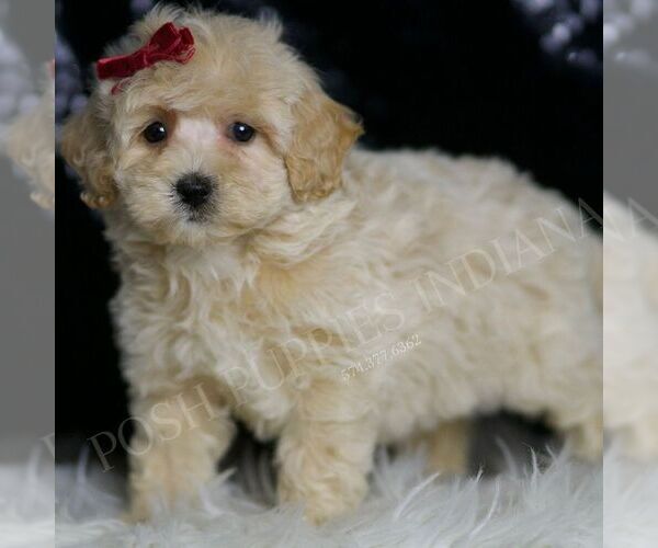 Medium Photo #3 Maltipoo (Toy) Puppy For Sale in WARSAW, IN, USA