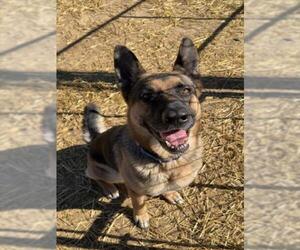 German Shepherd Dog Dogs for adoption in Derwood, MD, USA