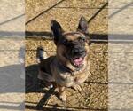 BAILEY - Female German Shepherd Dog Dog for Adoption - Small photo