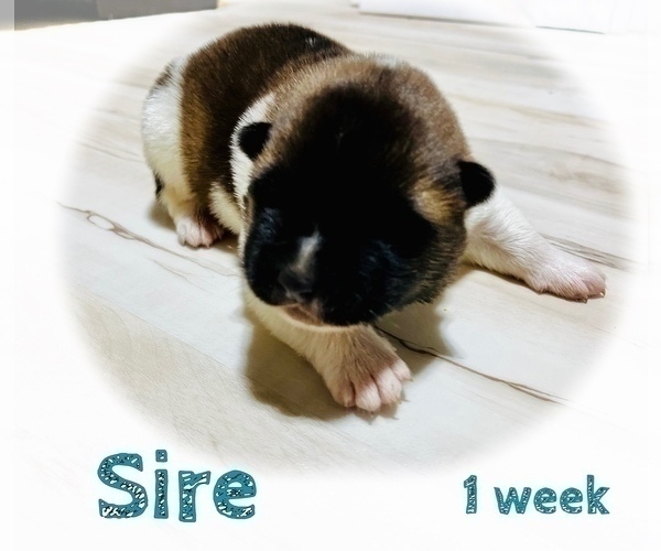 Medium Photo #35 Akita Puppy For Sale in BUTLER, PA, USA