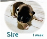 Small Photo #35 Akita Puppy For Sale in BUTLER, PA, USA
