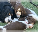 Small #10 English Springer Spaniel