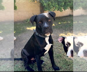 Fred - Male Boxer-Unknown Mix Dog for Adoption - Photo #3