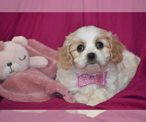 Cavachon Puppy for sale in ELDORADO, OH, USA
