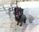 Small #1 Cairn Terrier Mix