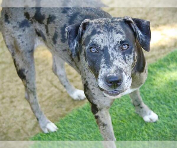 Medium Photo #2 Labradoodle Puppy For Sale in Tallahassee, FL, USA