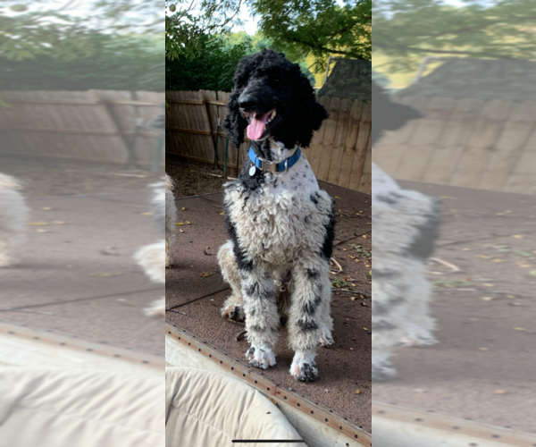 Medium Photo #1 Poodle (Standard) Puppy For Sale in CO BLUFFS, IA, USA