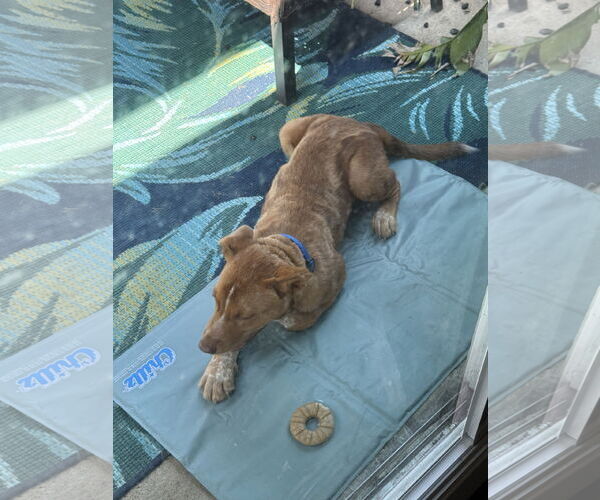 Medium Photo #2 Red Heeler-Unknown Mix Puppy For Sale in Royse City , TX, USA