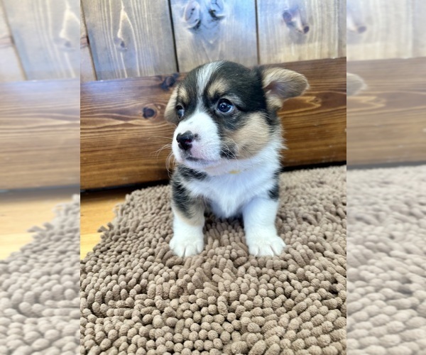 Medium Photo #9 Pembroke Welsh Corgi Puppy For Sale in ROCK VALLEY, IA, USA