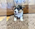 Small Photo #9 Pembroke Welsh Corgi Puppy For Sale in ROCK VALLEY, IA, USA