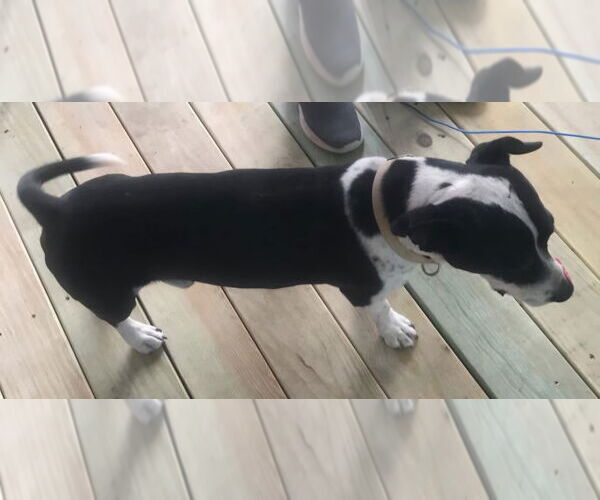 Medium Photo #4 Borador Puppy For Sale in San Antonio, TX, USA