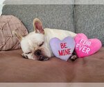 Small Photo #6 French Bulldog Puppy For Sale in St. Louis Park, MN, USA