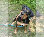 Small #1 Rottweiler Mix