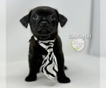Small Photo #2 Chiweenie Puppy For Sale in Benton, LA, USA