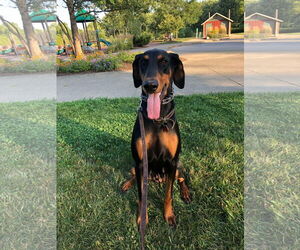 Doberman Pinscher Dogs for adoption in Aurora, OH, USA