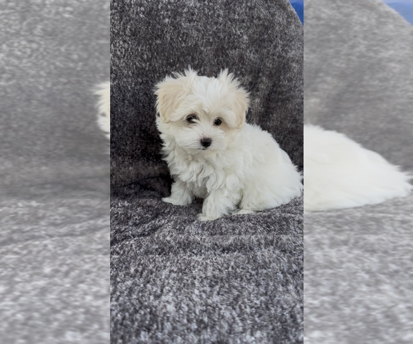 Medium Photo #13 Maltese Puppy For Sale in ONTARIO, CA, USA