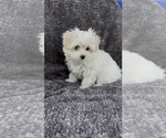 Small #3 Maltese