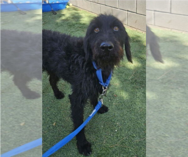 Medium Photo #1 Mutt Puppy For Sale in Lakewood, CO, USA