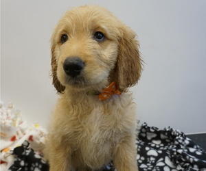 Goldendoodle Puppy for sale in LENA, IL, USA