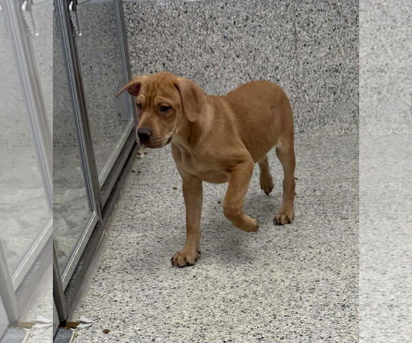 Medium Photo #2 Labrador Retriever-Unknown Mix Puppy For Sale in Mechanicsburg, PA, USA