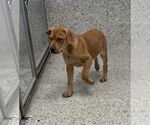 Small #1 Labrador Retriever Mix