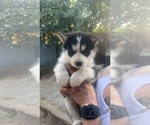Small Photo #2 Siberian Husky Puppy For Sale in RIALTO, CA, USA