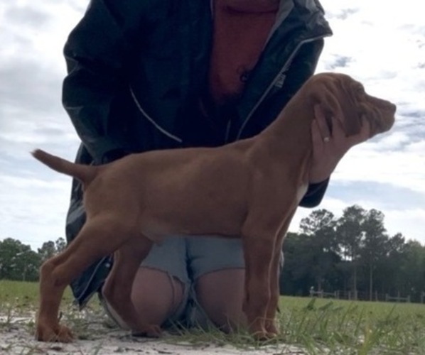 Medium Photo #4 Vizsla Puppy For Sale in SCREVEN, GA, USA
