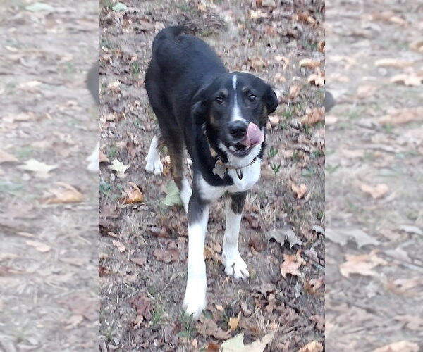 Medium Photo #2 Border Collie-Unknown Mix Puppy For Sale in Boston, MA, USA
