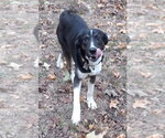 Small Photo #2 Border Collie-Unknown Mix Puppy For Sale in Boston, MA, USA