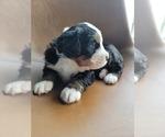 Small Photo #6 Bernese Mountain Dog Puppy For Sale in CUBA CITY, WI, USA